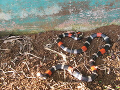 Micrurus lemniscatus helleri