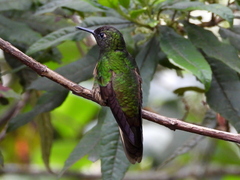 Boissonneaua flavescens