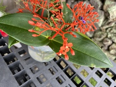 Medinilla scortechinii