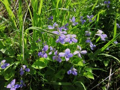 Viola cucullata