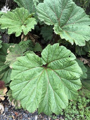 Gunnera insignis