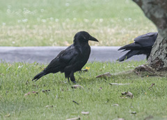Corvus tasmanicus