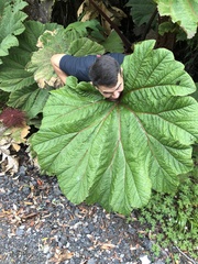 Gunnera insignis