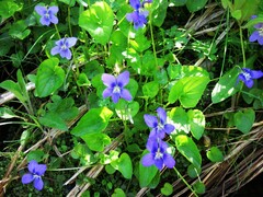 Viola cucullata