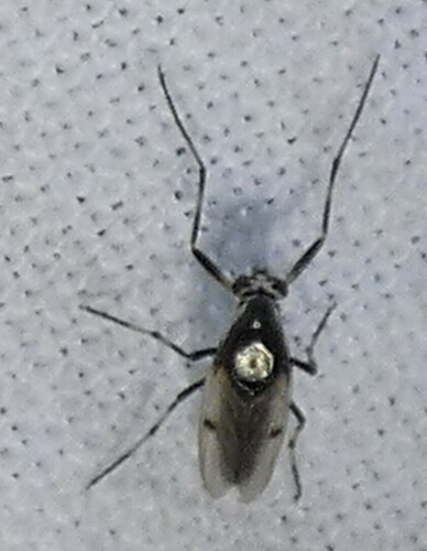 Coelotanypus scapularis photo 2