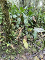 Pleurothallis restrepioides