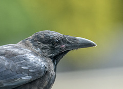 Corvus tasmanicus