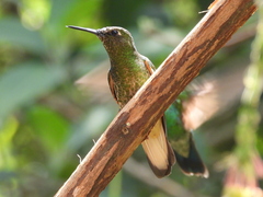 Boissonneaua flavescens