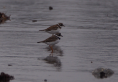 Charadrius semipalmatus