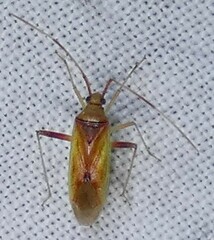 Creontiades rubrinervis