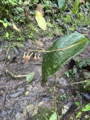 Pleurothallis restrepioides