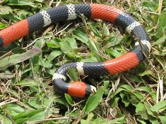 Micrurus lemniscatus helleri