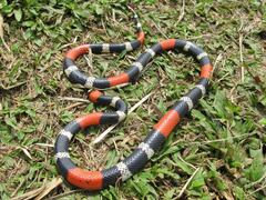 Micrurus lemniscatus helleri