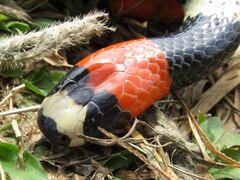 Micrurus lemniscatus helleri