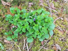 Viola sororia