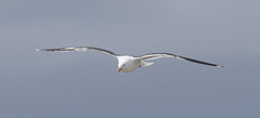 Larus dominicanus