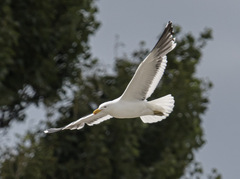 Larus dominicanus