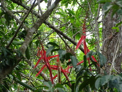 Aechmea bracteata