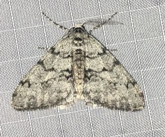 Phigalia strigataria