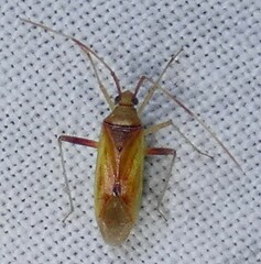 Creontiades rubrinervis