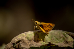 Polites vibex praeceps