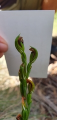 Pterostylis rubescens