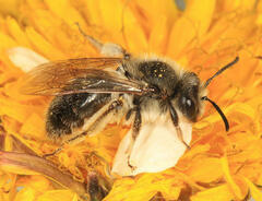 Andrena frigida