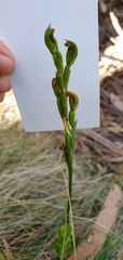 Pterostylis rubescens