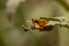 Polites vibex praeceps