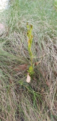 Pterostylis rubescens