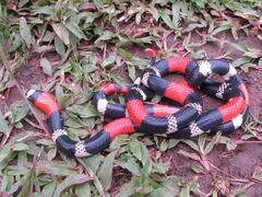 Micrurus lemniscatus helleri