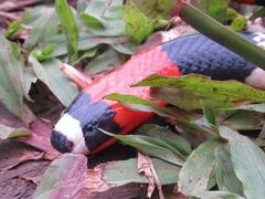 Micrurus lemniscatus helleri