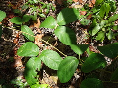 Amphilophium crucigerum