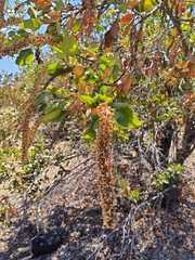 Escallonia pulverulenta