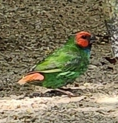 Erythrura pealii