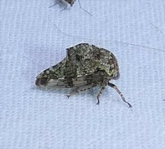 Telamonini