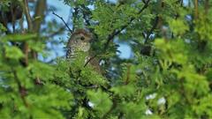 Thamnophilus ruficapillus