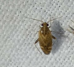 Hamatophylus guttulosus