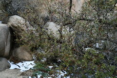 Quercus cornelius-mulleri