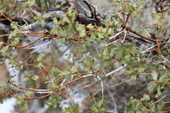 Quercus cornelius-mulleri