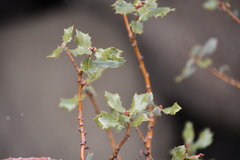 Quercus cornelius-mulleri