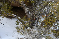 Quercus cornelius-mulleri