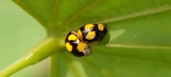 Brachiacantha bistripustulata