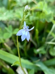 Lobelia feayana