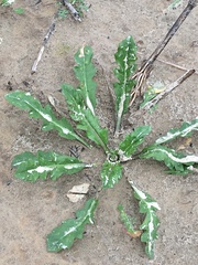 Capsella bursa-pastoris