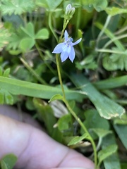 Lobelia feayana