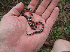 Micrurus lemniscatus helleri