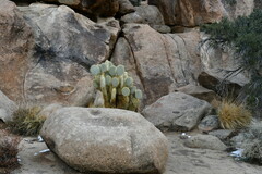 Opuntia chlorotica
