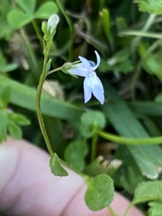 Lobelia feayana