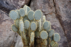 Opuntia chlorotica